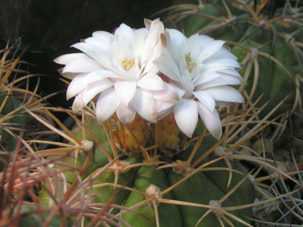 Gymnocalycium eurypleurum